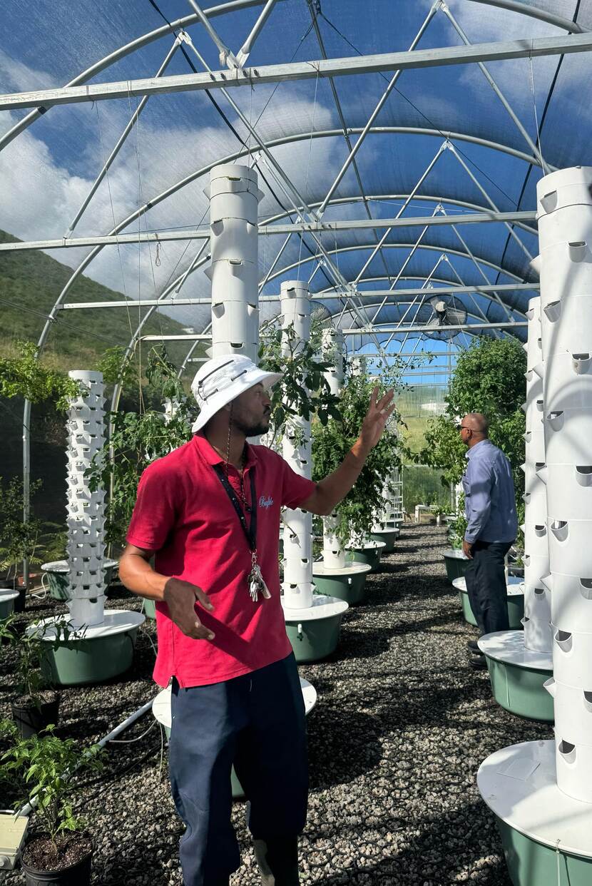 Man in een plantenkas